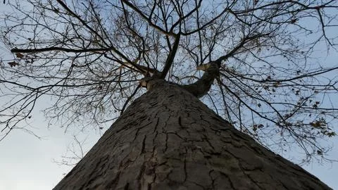 Tree view from underneath. Tree body, branch and leaves. Stock Photos