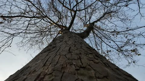 Tree view from underneath. Tree body, branch and leaves. Stock Photos