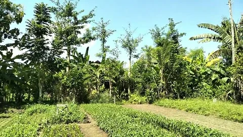 Tree View Video, full color. Stock Footage 242604579