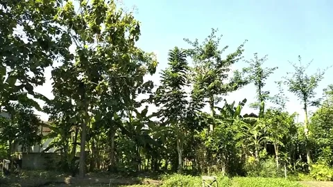 Tree View Video, full color. Stock Footage 242604977