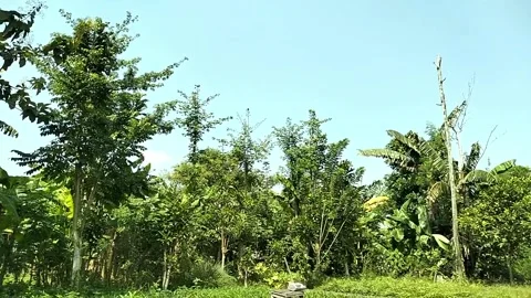 Tree View Video, full color. Stock Footage 242607107