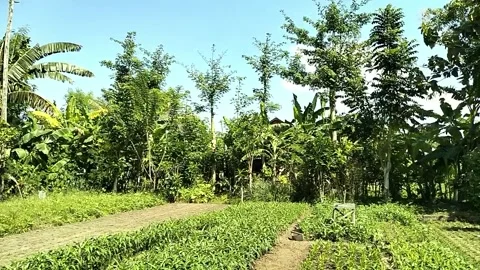 Tree View Video, full color. Stock Footage 242608044