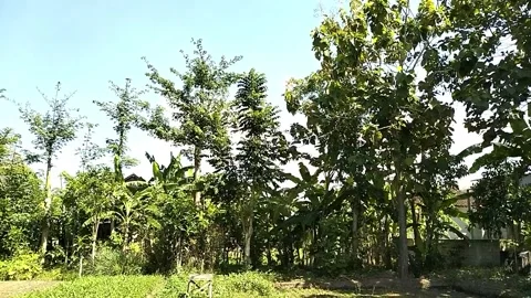 Tree View Video, full color. Stock Footage 242608305