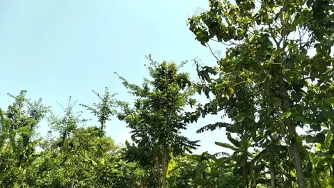 Tree View Video, full color. Stock Footage 242608425