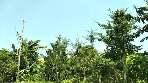 Tree View Video, full color. Stock Footage 242608535
