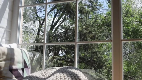 Tree view from the window at daylight Stock Footage 241574082