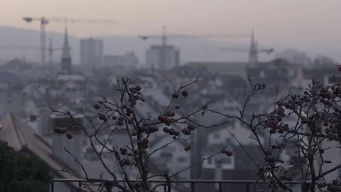 Tree with a View of Zurich Stock Footage 74168158
