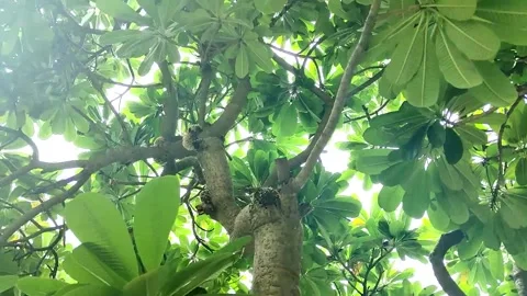 Tree viewed from below rotating video. Trees isolated on bright sky Stock Footage 340309309