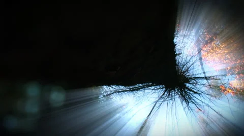 Tree viewed from below with sun rays shining down. Loop. Stock Footage 44560871
