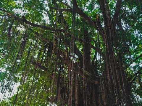 Tree with vines, bottom view Stock Photos