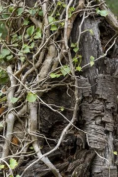 A tree with vines growing on it Stock Photos