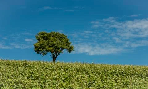 Tree with Vineyard Stock Photos
