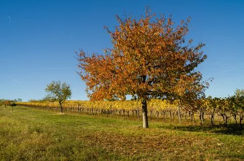 Tree in the vineyard Stock Photos