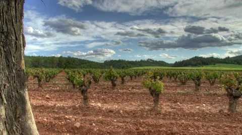 Tree with vineyard timelapse Vídeos de archivo 12427364