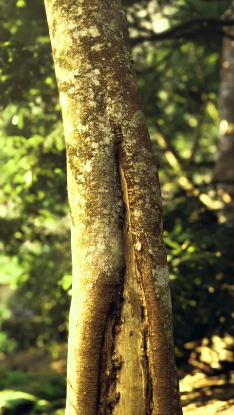 Tree with a visible split in its trunk in a forest during daylight Video stock 331645226