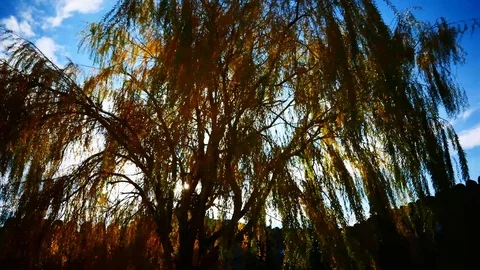Tree vs sun Stock Footage 105321305