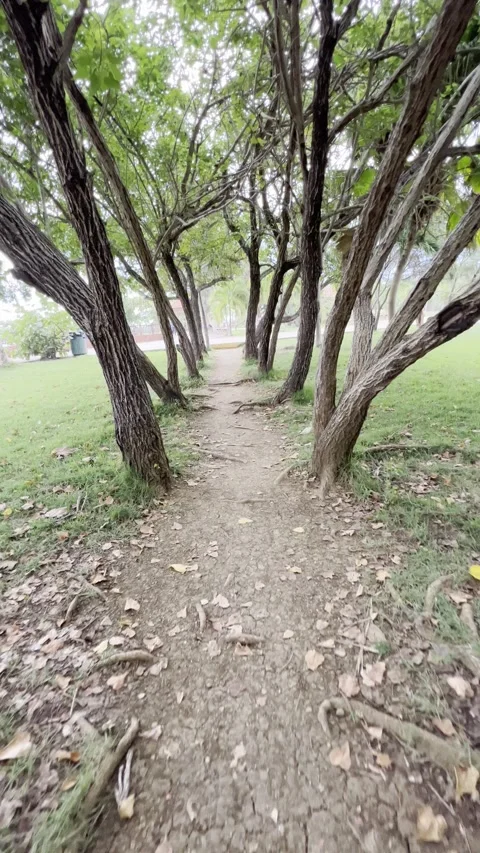Tree walk Stock Footage 165082433