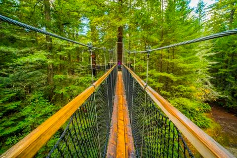 Tree walk top Foto stock