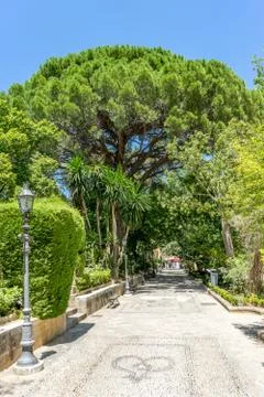 A tree in the walking path on Tajo De Ronda in the city of Ronda Spain, Europ Stock Photos