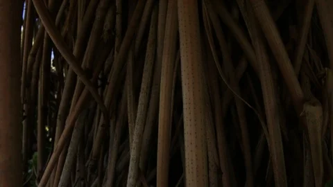 Tree To Walkway Stock Footage 104711368