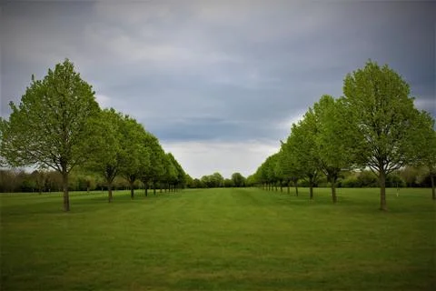 Tree Walkway Stock Photos