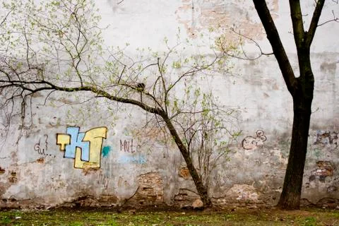 Tree on a wall background Stock Photos