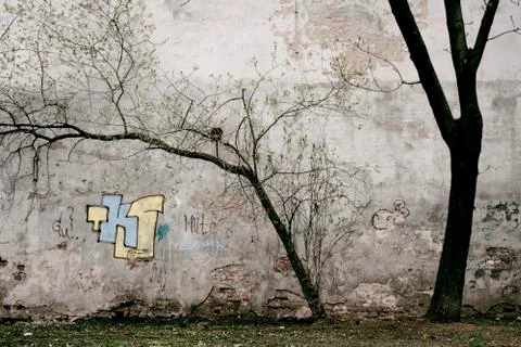 Tree on a wall background Stock Photos