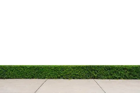 Tree wall with concrete floor Stock Photos
