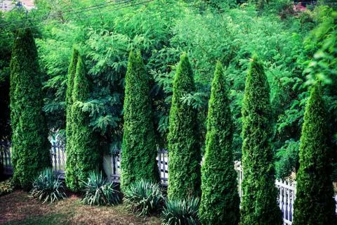 Tree wall 스톡 사진