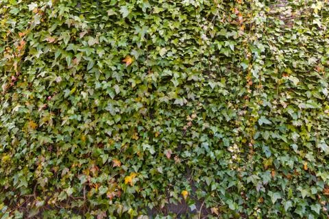 Tree Wall Stock Photos