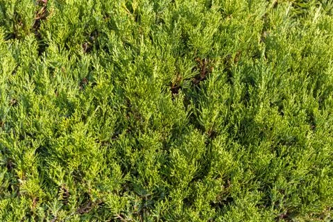 Tree Wall Stock Photos