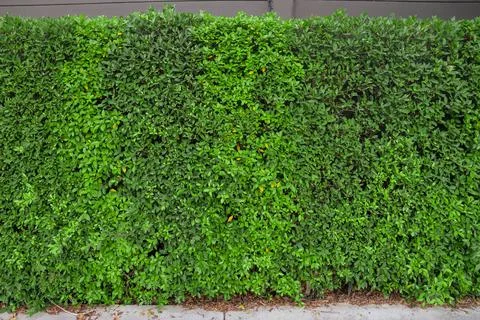 Tree wall Stock Photos