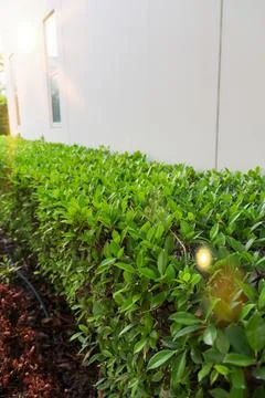 Tree wall Stock Photos