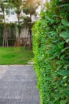 Tree wall Stock Photos