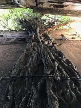 Tree on a wall Foto stock