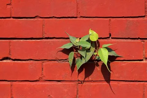 Tree on the wall. Stock Photos