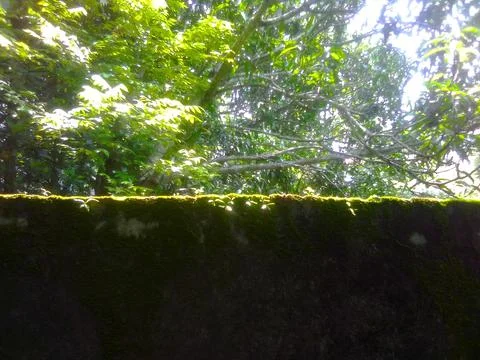 Tree with Wall 스톡 사진