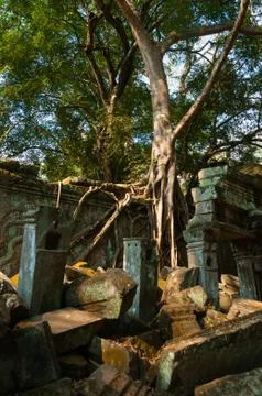 Tree on a wall at Ta Prohm temple Stock Photos