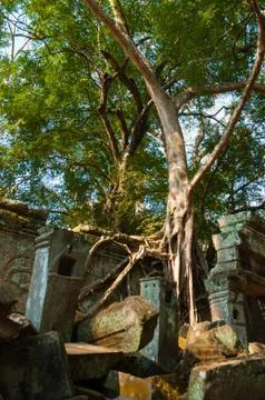 Tree on a wall at Ta Prohm temple Stock Photos