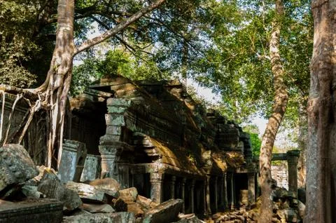 Tree on a wall at Ta Prohm temple 写真素材