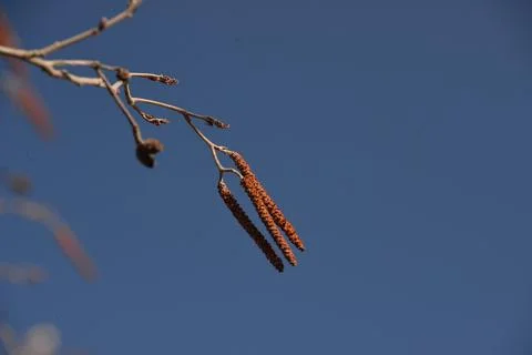 The tree in the warm days of spring throws out buds, green leaves, yellow lea Stock Photos