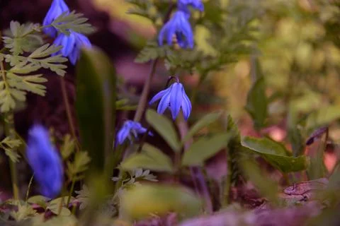 The tree in the warm days of spring throws out buds, green leaves, yellow lea Stock Photos