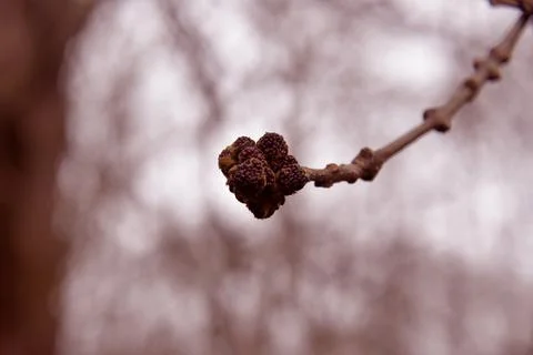 The tree in the warm days of spring throws out buds, green leaves, yellow lea Stock Photos