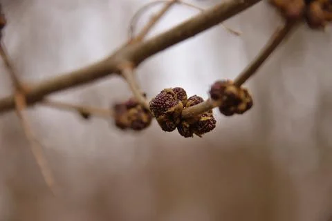 The tree in the warm days of spring throws out buds, green leaves, yellow lea Stock Photos
