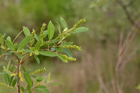 The tree in the warm days of spring throws out buds, green leaves, yellow lea Stock Photos
