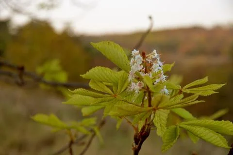 The tree in the warm days of spring throws out buds, green leaves, yellow lea Stock Photos