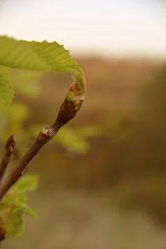 The tree in the warm days of spring throws out buds, green leaves, yellow lea Foto stock