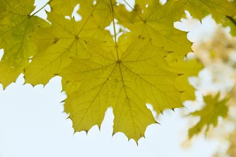 The tree in the warm days of spring throws out buds, green leaves, yellow lea Stock Photos