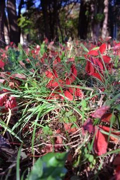 The tree in the warm days of spring throws out buds, green leaves, yellow lea Stock Photos