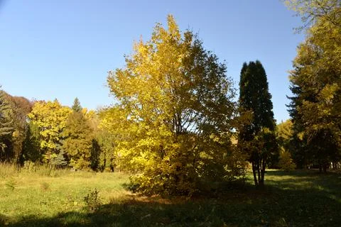 The tree in the warm days of spring throws out buds, green leaves, yellow lea Stock Photos